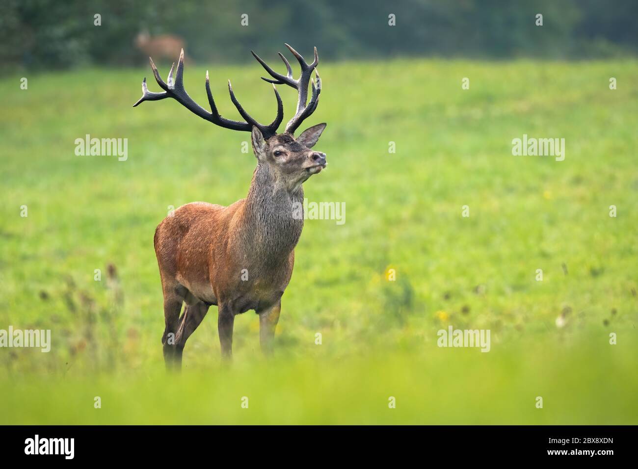 Cervi rossi si addormentano nel suo territorio sul prato in stagione di esasperazione Foto Stock
