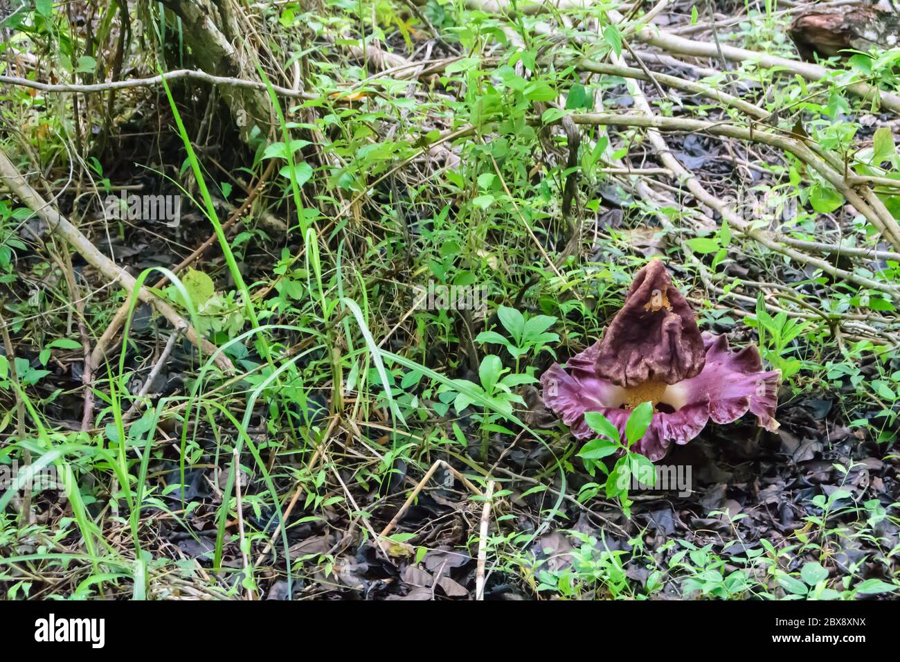 Fiore di Elephant Foot Yam nel Parco Nazionale di Tangkoko nel Nord Sulawesi, Indonesia. Foto Stock