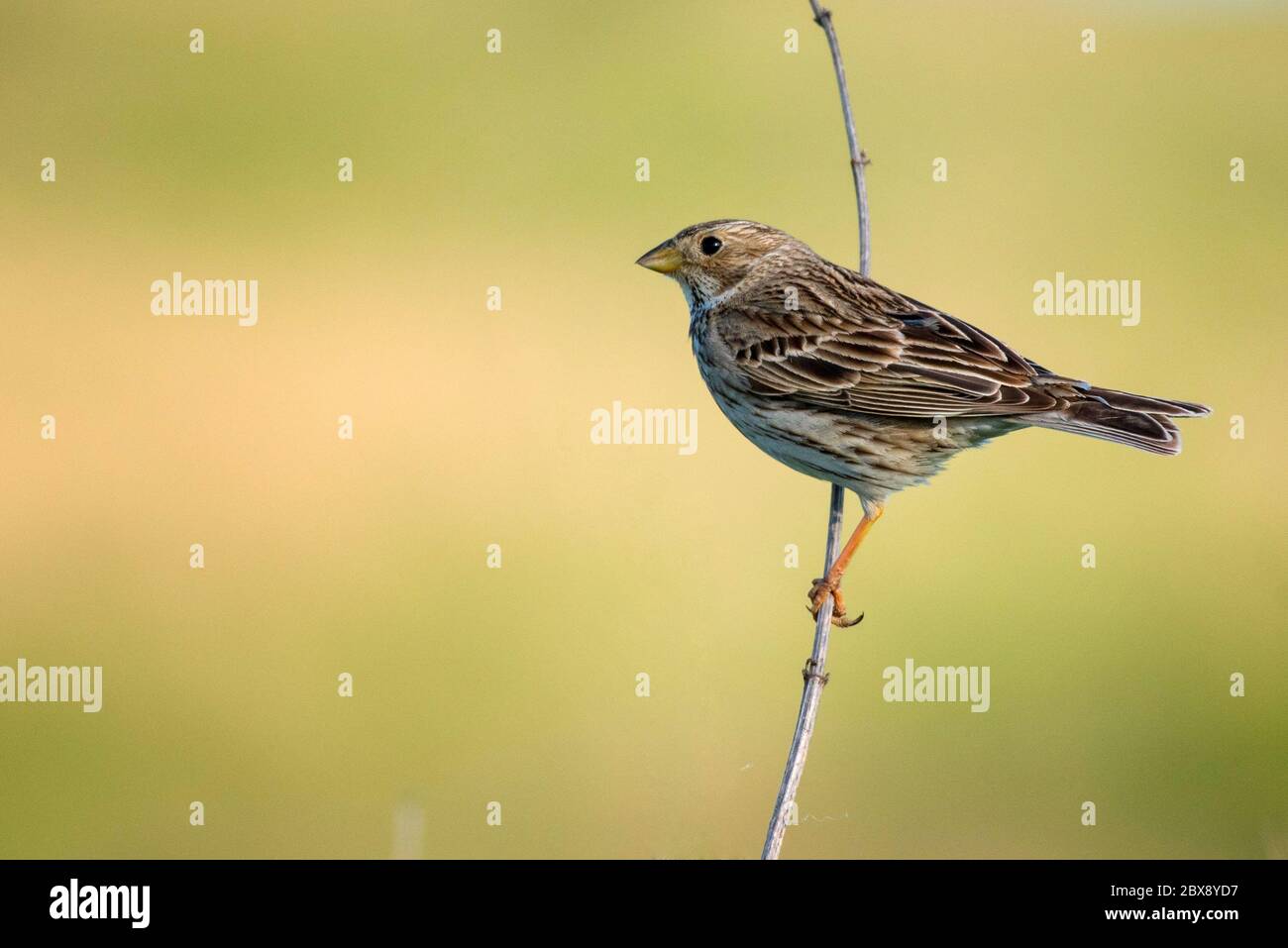 Il Bunting di mais ( Miliaria calandra ) è seduto su uno sfondo bellissimo. Foto Stock