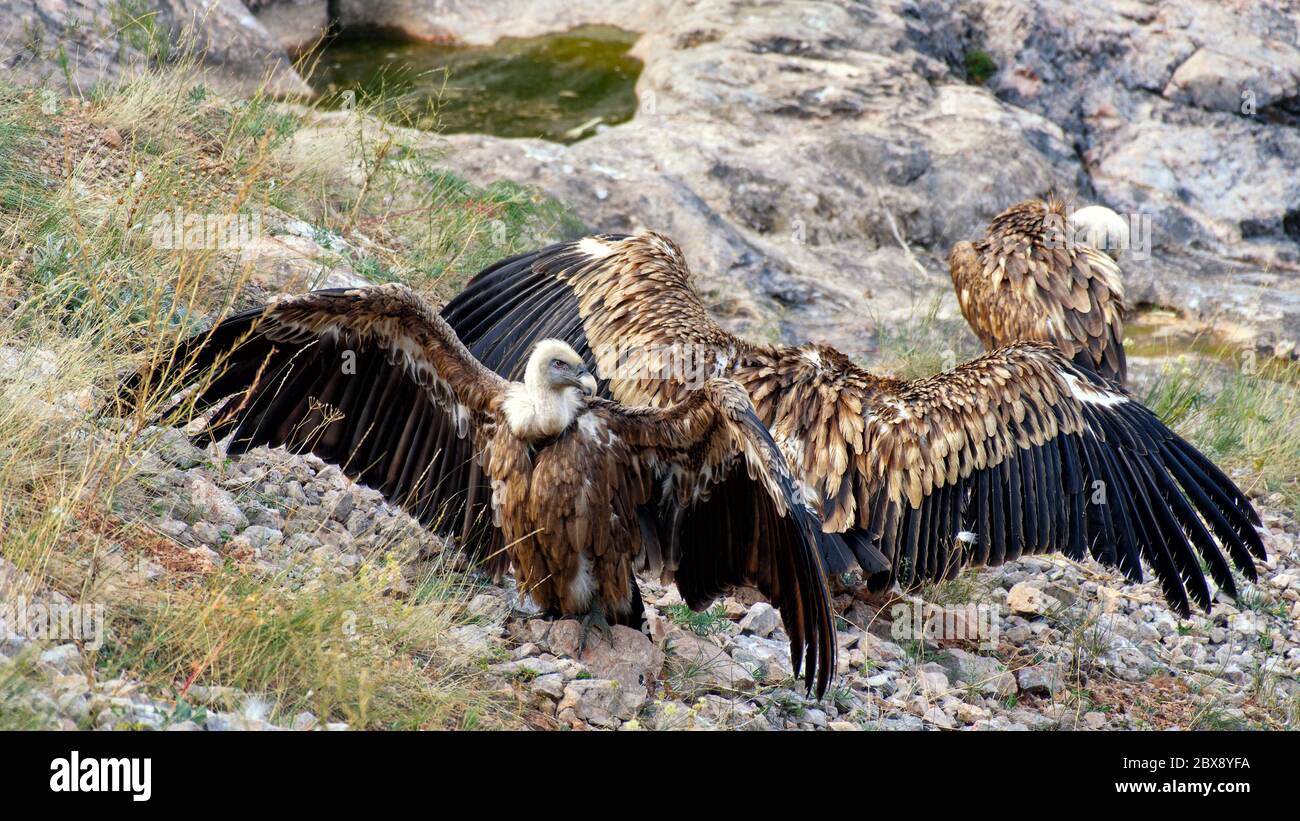 Uccelli di preda tre grifone avvoltoio (Gyps fulvus). Foto Stock