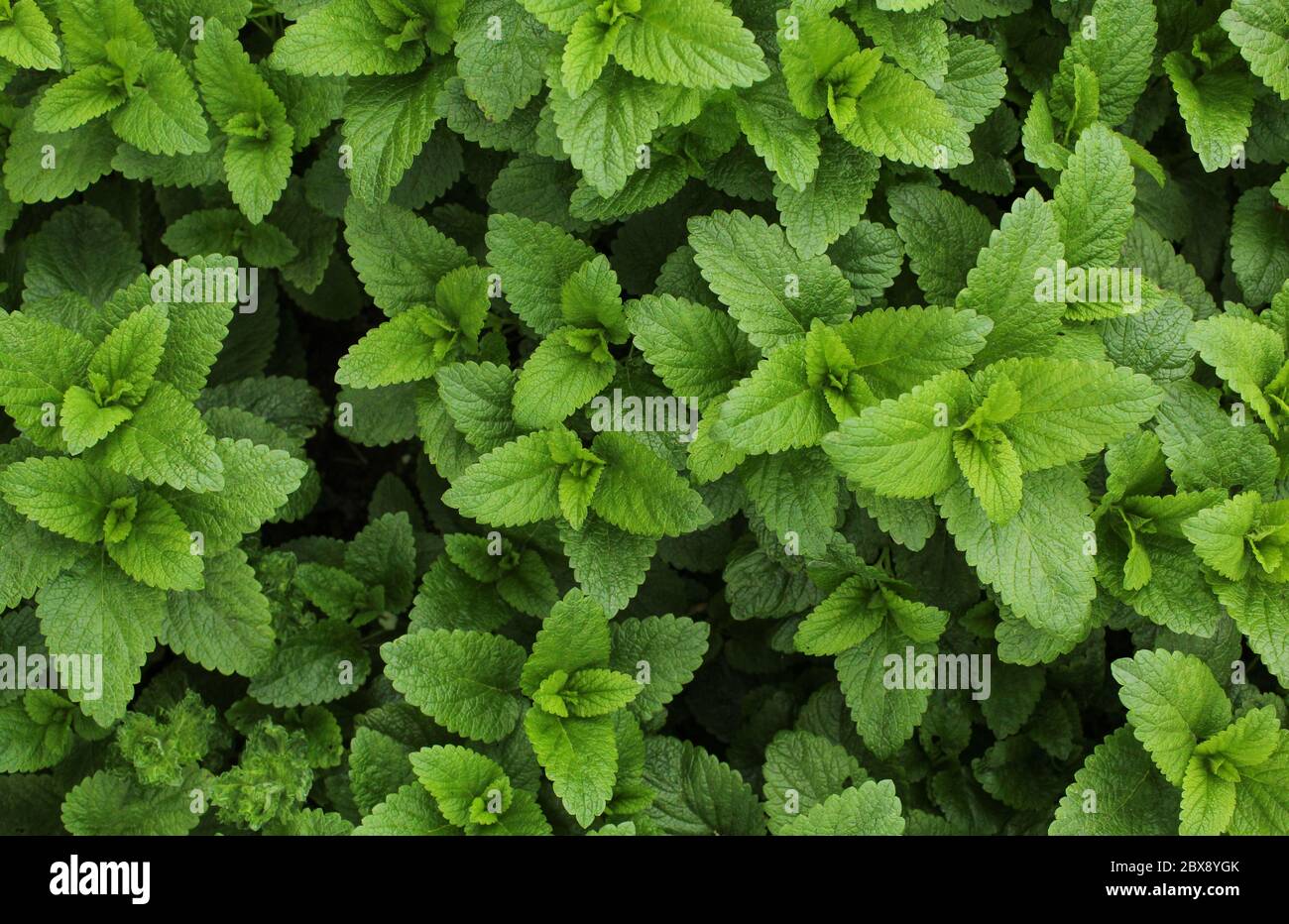 Sfondo di foglie di balsamo di limone (Melissa officinalis). Consistenza/sfondo di piante aromatiche, coltivate in casa Foto Stock