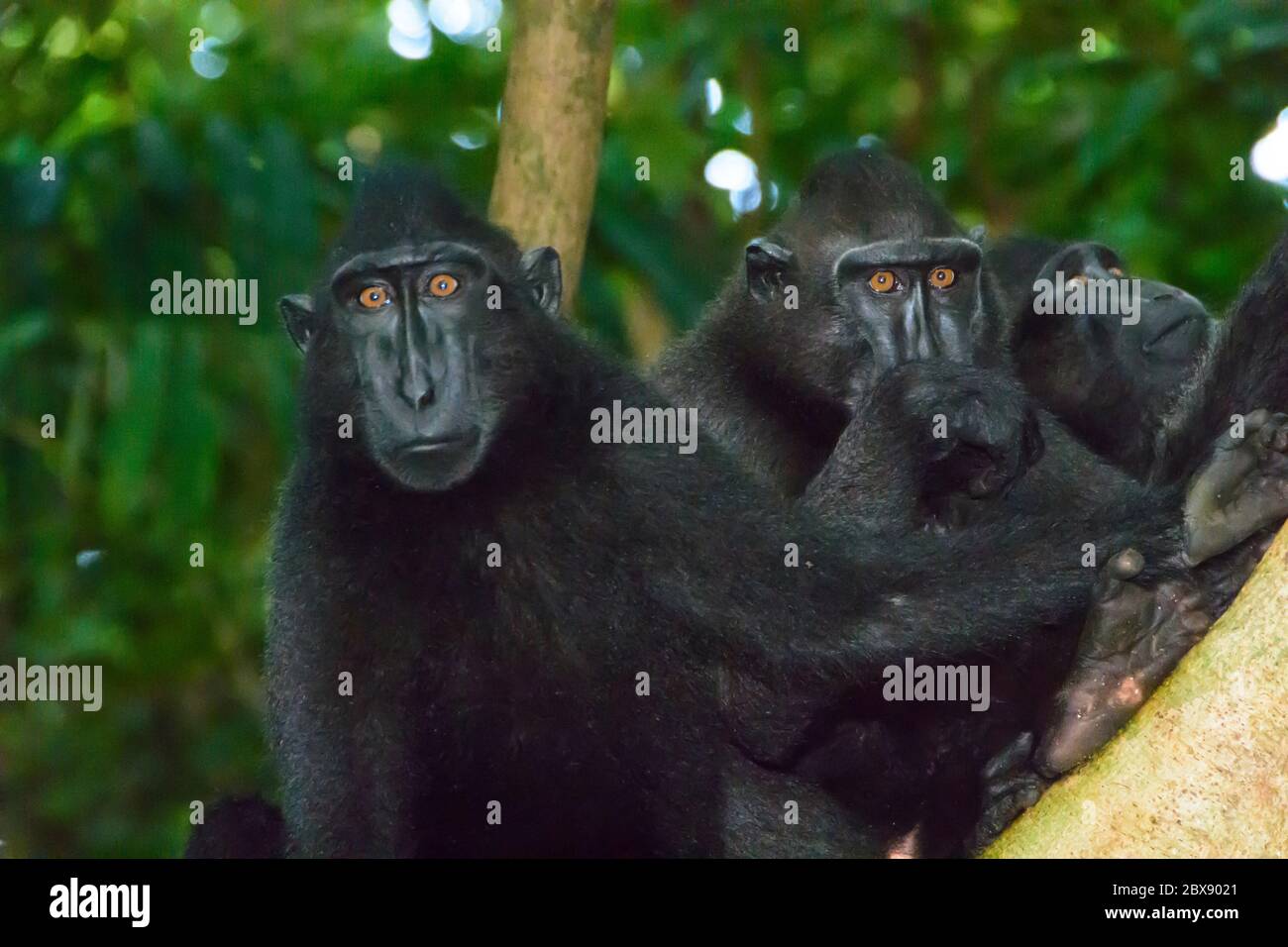 Celebes macaco crestato nel Parco Nazionale di Tangkoko, Sulawesi Nord, Indonesia. Foto Stock