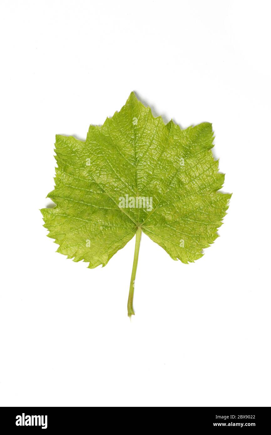 Foglia di uva verde unica isolata su sfondo bianco. Naturale, organico con stelo Foto Stock