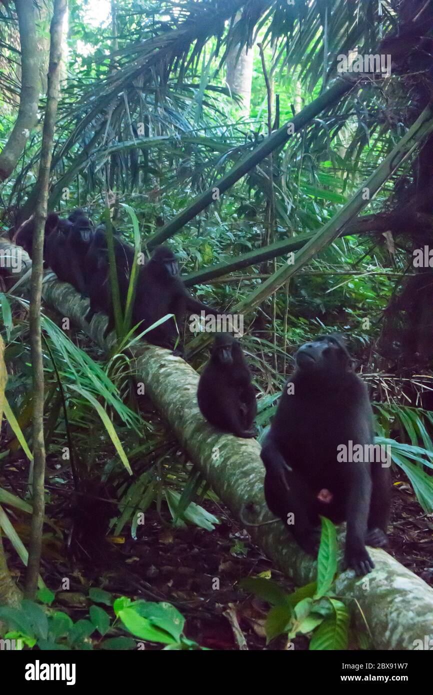 Celebes macaco crestato nel Parco Nazionale di Tangkoko, Sulawesi Nord, Indonesia. Foto Stock