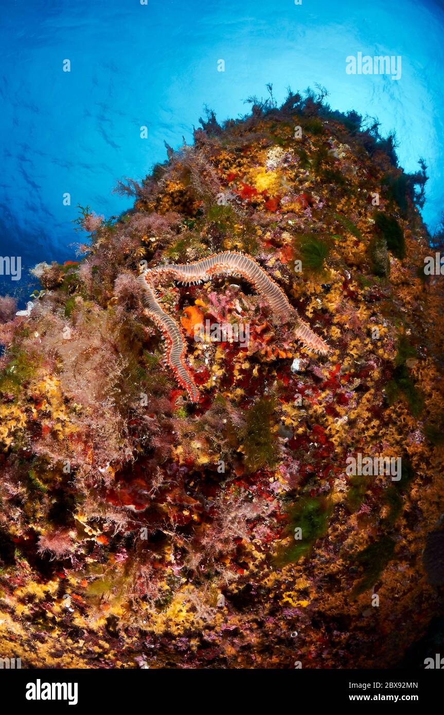 Vista subacquea di un verme bearded (Hermodice carunculata) nel Parco Naturale di Ses Salines (Ibiza, Pityuses, Isole Baleari, Mar Mediterraneo, Spagna) Foto Stock