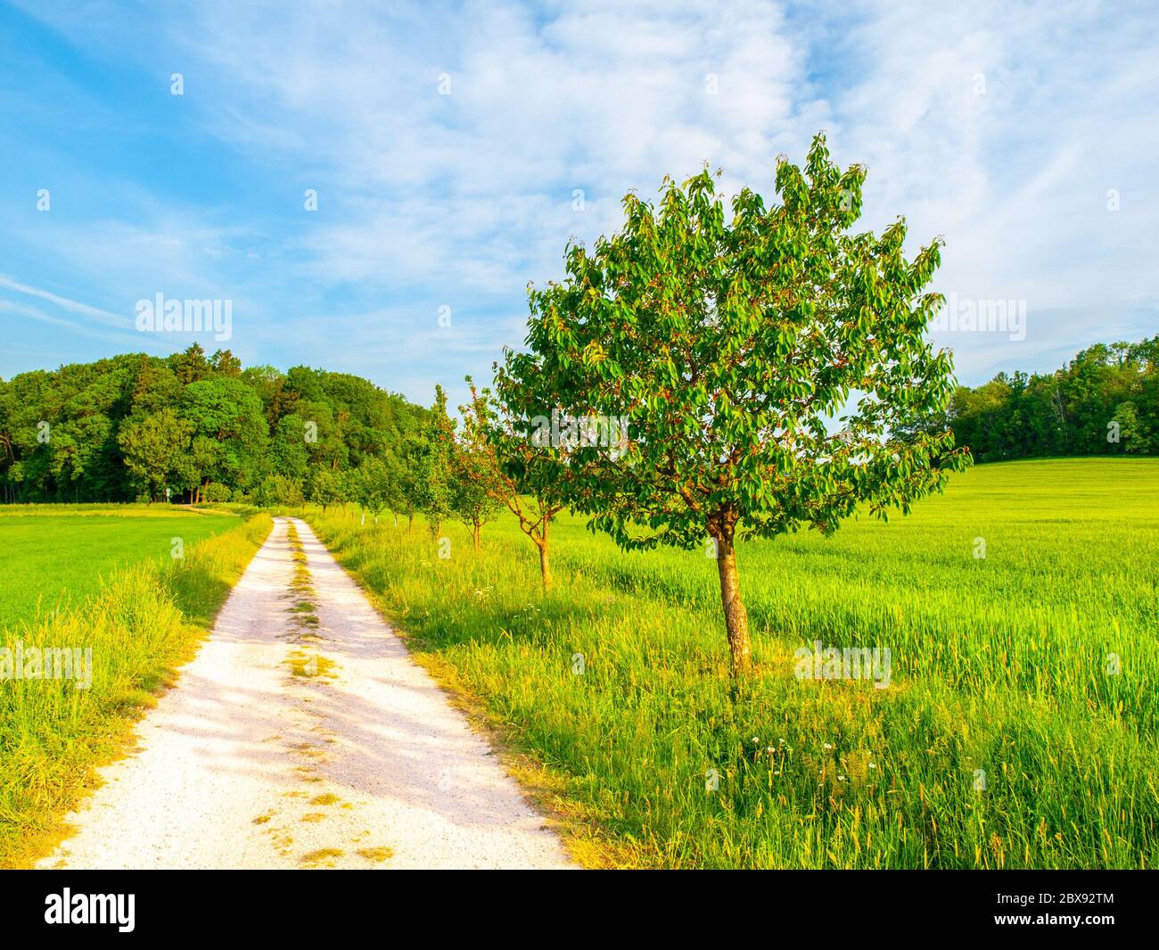 Paesaggio rurale ceco. Verde albero verde accanto strada di campagna. Luogo idilliaco per riposarsi. Foto Stock