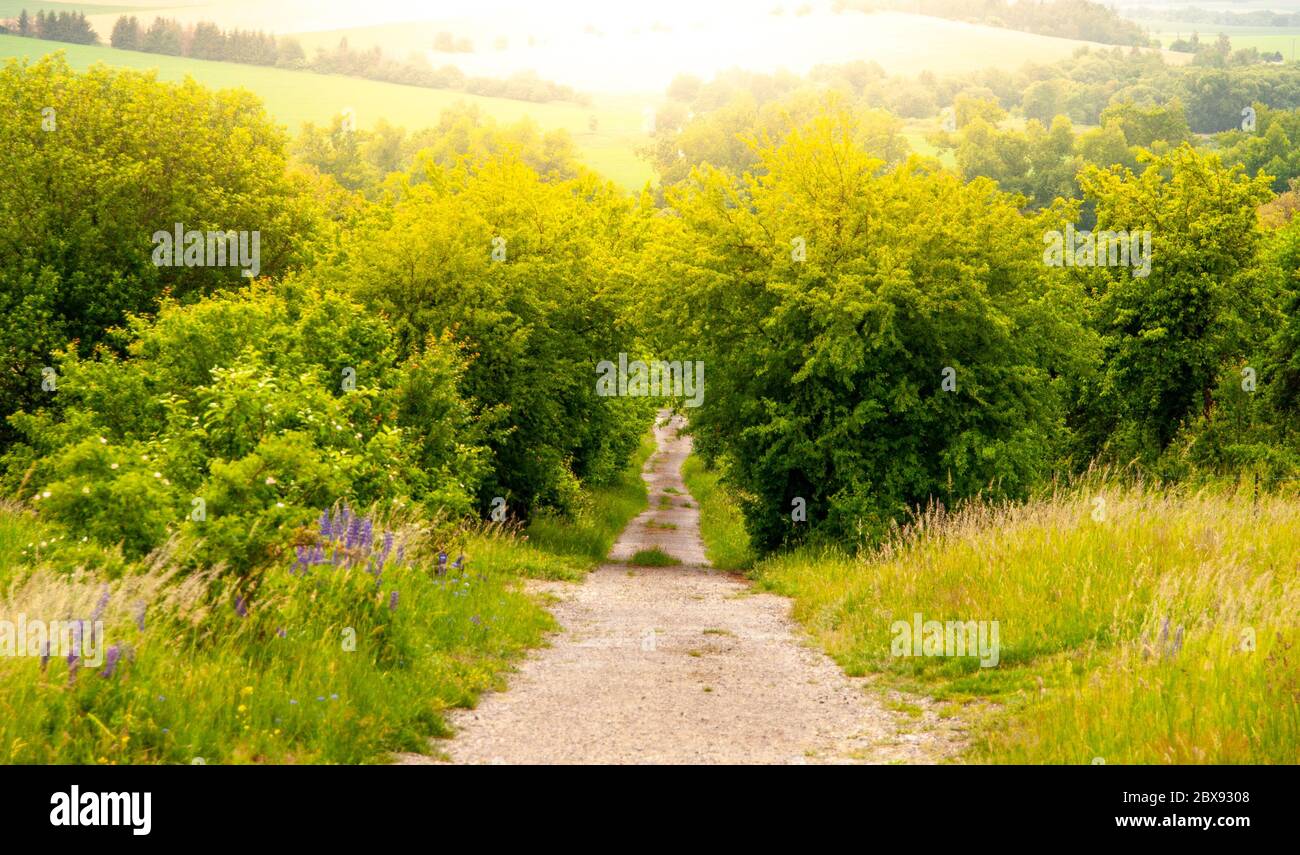 Strada rurale nel mezzo di lussureggiante macchia verde e illuminata dal sole. Foto Stock