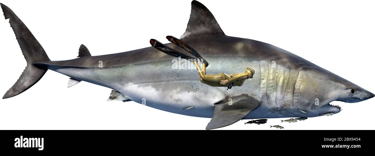 Otodus obliquus, un gigantesco squalo mako estinto e antenato del megalodon. Con sommozzatore umano per la bilancia. Foto Stock