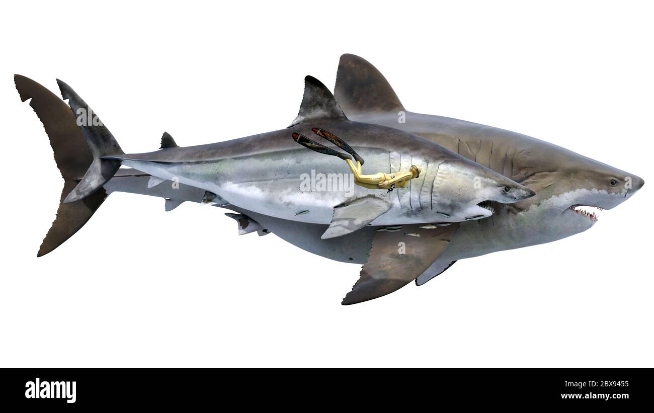 Otodus obliquus, un gigantesco squalo mako estinto e antenato del megalodon. Con sommozzatore umano per la bilancia. Foto Stock