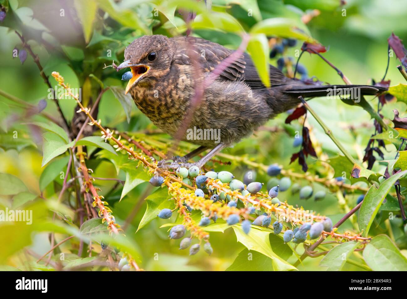 Stirlingshire, Scozia, Regno Unito. 6 Giugno 2020. Tempo in Gran Bretagna - un giovane uccello nero che si sfida sulle bacche in un arbusto di mahonia in un giardino dello Stirlingshire in una giornata ventilata e nuvolosa con intervalli di sole. Le foglie spinose forniscono anche protezione per gli uccelli giovani, anche se possono anche fare raggiungere le bacche una sfida Credit: Kay Roxby/Alamy Live News Foto Stock