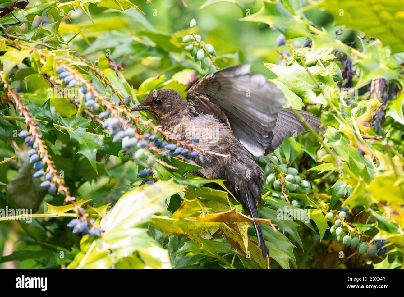 Stirlingshire, Scozia, Regno Unito. 6 Giugno 2020. Tempo in Gran Bretagna - un giovane uccello nero che si sfida sulle bacche in un arbusto di mahonia in un giardino dello Stirlingshire in una giornata ventilata e nuvolosa con intervalli di sole. Le foglie spinose forniscono anche protezione per gli uccelli giovani, anche se possono anche fare raggiungere le bacche una sfida Credit: Kay Roxby/Alamy Live News Foto Stock