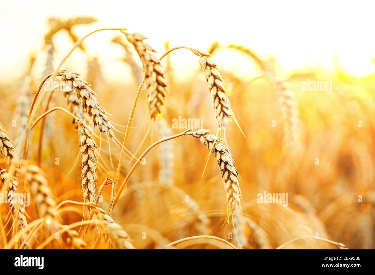 Orecchie di grano mature sullo sfondo del tramonto. Primo piano natura foto idea di una ricca raccolta Foto Stock