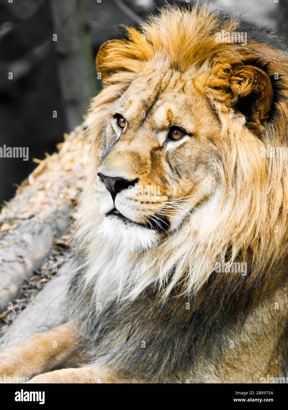 Grande ritratto di leone maschile. Vista del profilo del re giungla con enorme manna cespugliosa. Foto Stock
