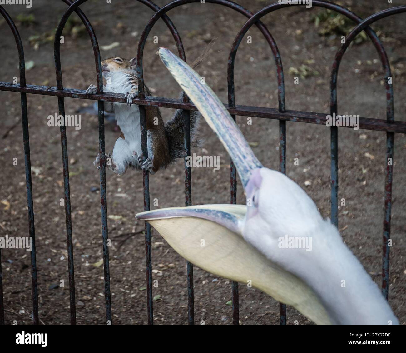 Un pellicano amichevole e giocoso si impegna con uno scoiattolo nel St. James's Park a Londra durante il blocco pandemico del coronavirus. Foto Stock