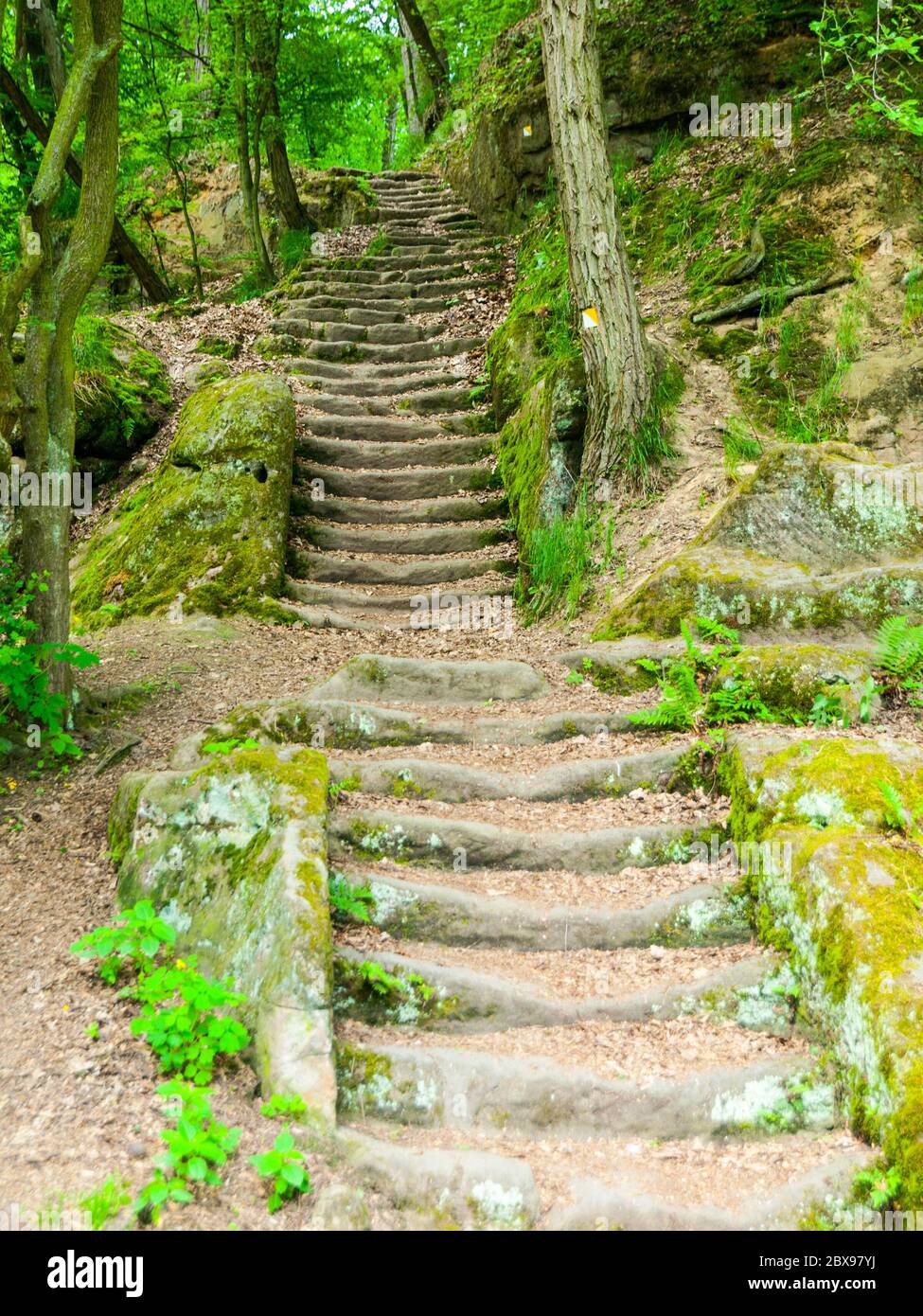 Lunghe scale in arenaria nella foresta, Mseno, Kokorinsko, Repubblica Ceca Foto Stock