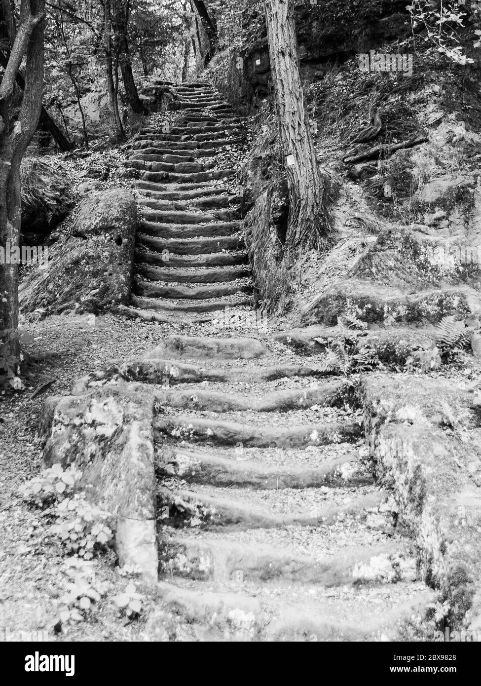 Lunghe scale in arenaria nella foresta, Mseno, Kokorinsko, Repubblica Ceca immagine in bianco e nero. Foto Stock