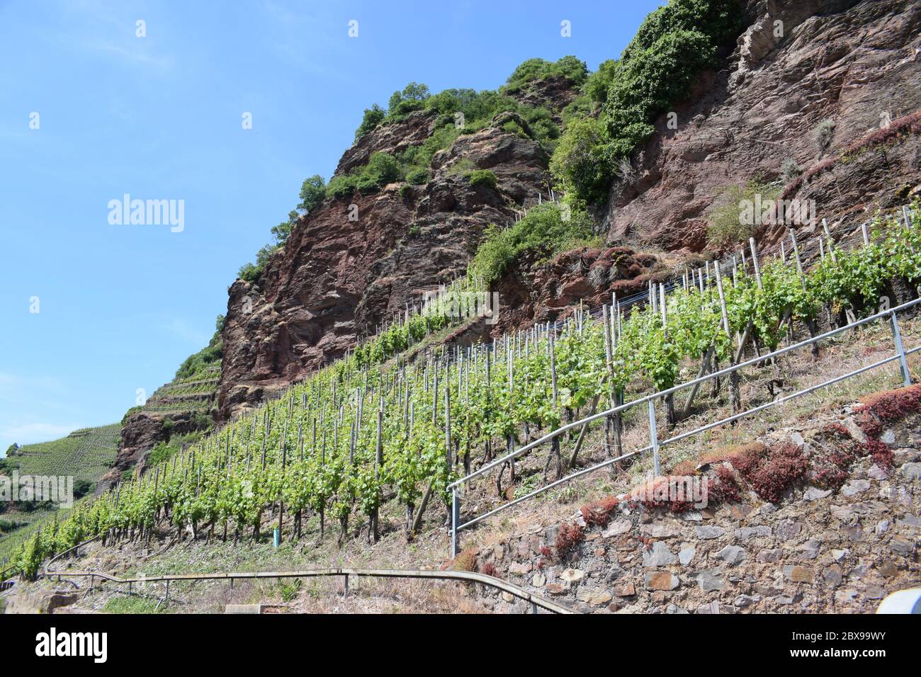 Valle del Mosel con ripidi vigneti vicino a Ürzig Foto Stock