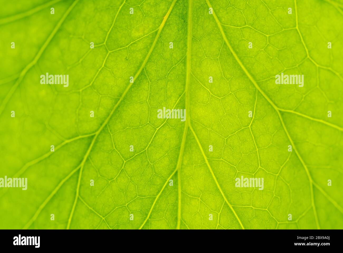 Primo piano dettaglio di nuove foglie di edera. Foto Stock