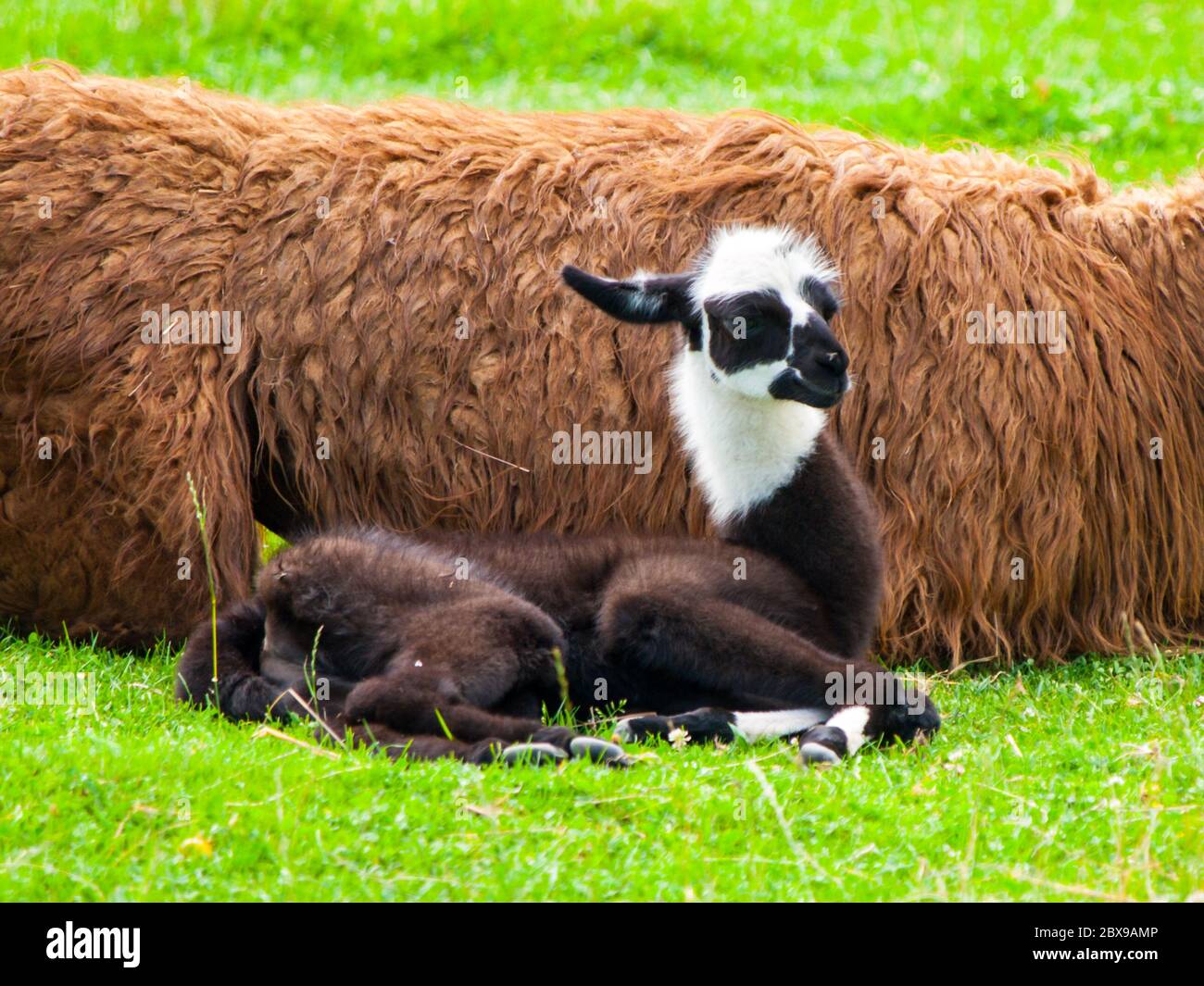 Baby lama. Simpatico e divertente mammifero sudamericano. Foto Stock