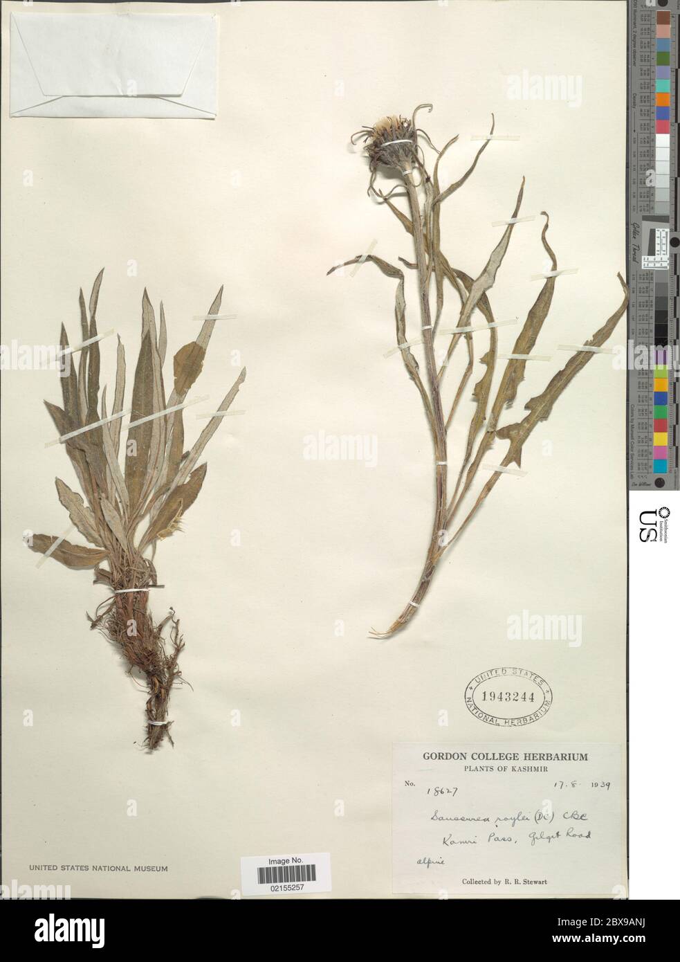 Saussurea royei CB Clarke Saussurea royei CB Clarke. Foto Stock