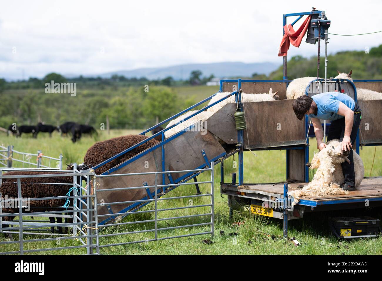 Stazione Balfron, Stirlingshire, Scozia, Regno Unito. 6,Giugno,2020.Shearing banda che fa il massimo del buon tempo per recuperare tosatura pecore fuori nel centro della Scozia. Un team di due tosatrici di pecore e rullo di lana, pecore di taglio di proprietà del contadino Joy Kolle. Il team più gli aiutanti passa attraverso il lotto di zwartbles e Roussin pecore. Credit Antonio Brecht Grist/ Alamy Live News Foto Stock