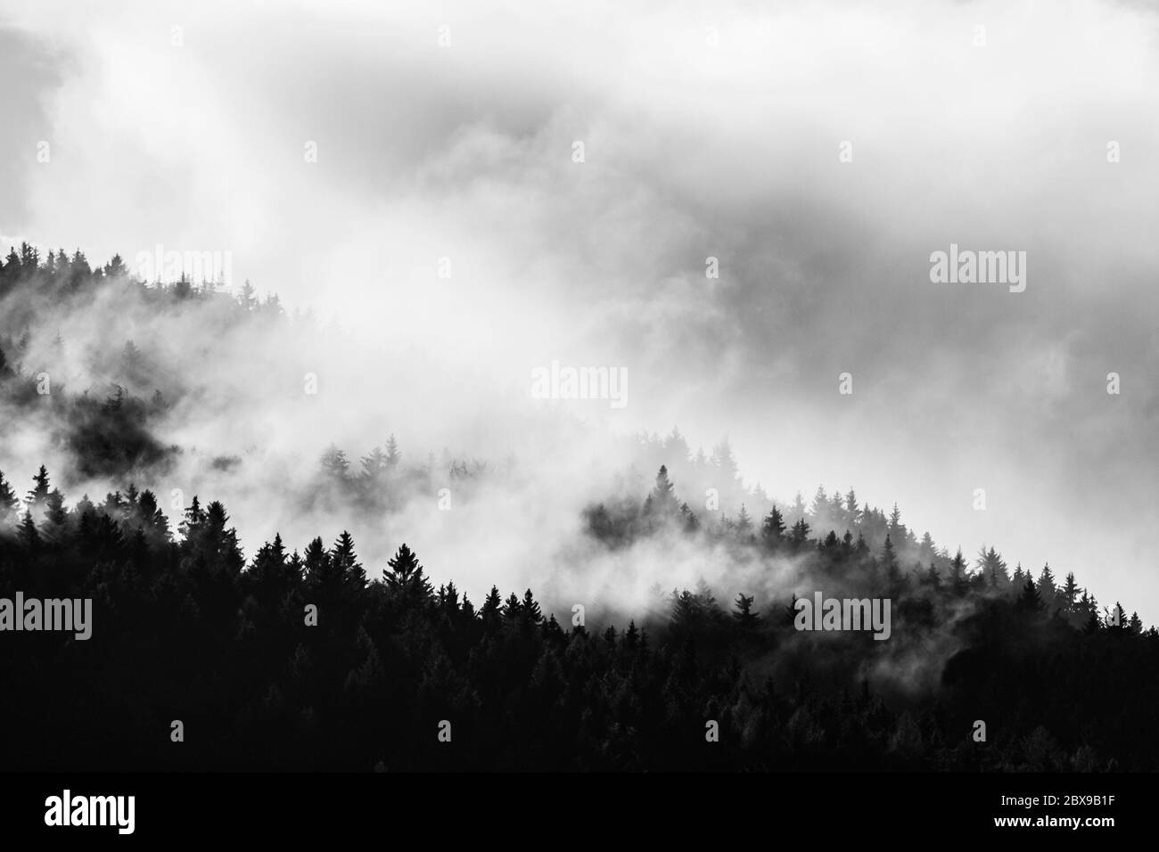 Foresta più pioggia. Albero scuro e nuvole chiare di acqua vaporizzante. Foto Stock