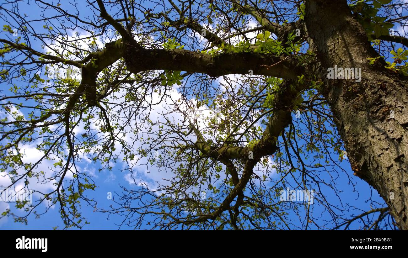 Vista a occhio di verme di un vecchio albero con foglie verdi in una giornata di sole. Cielo blu con nuvole bianche. Foto Stock