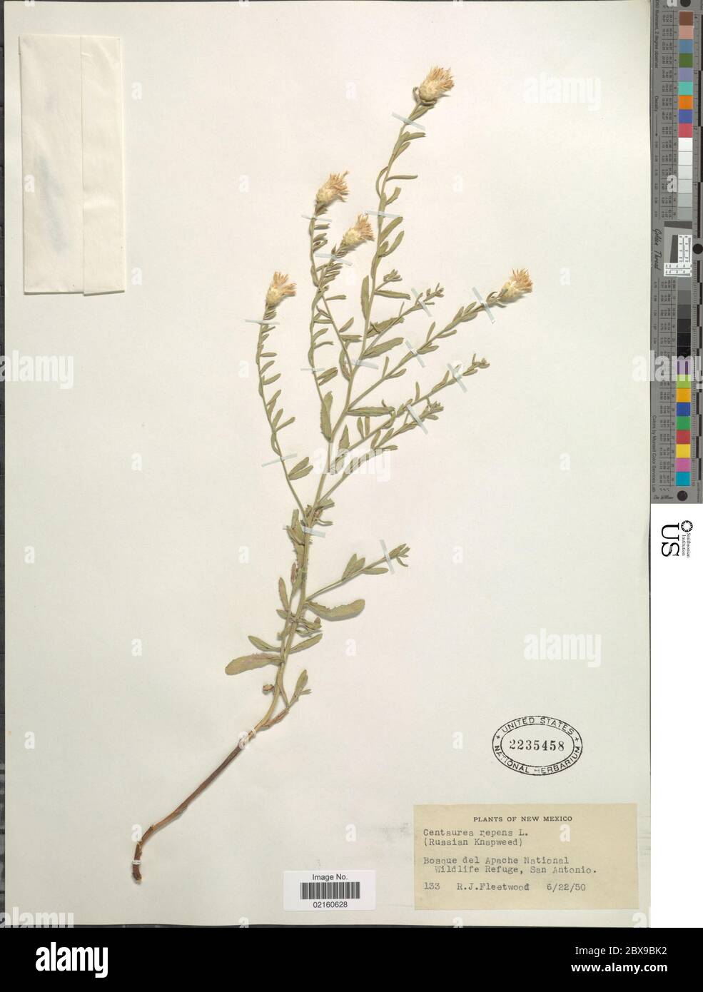 Centaurea repen Centaurea. Foto Stock