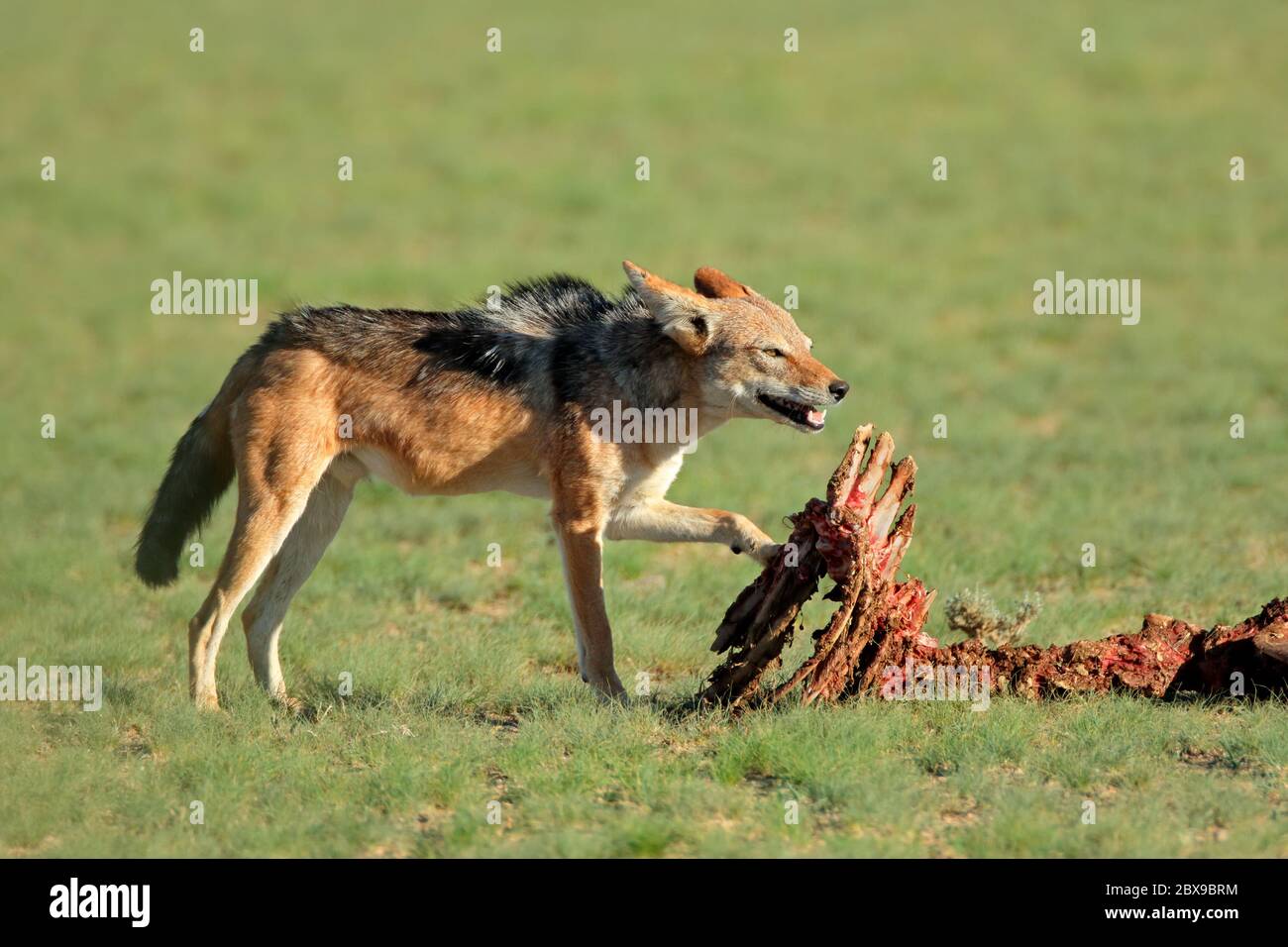 Jackals con supporto nero (Canis mesomelas) che scavengeva i resti di un antilope, Kalahari, Sudafrica Foto Stock