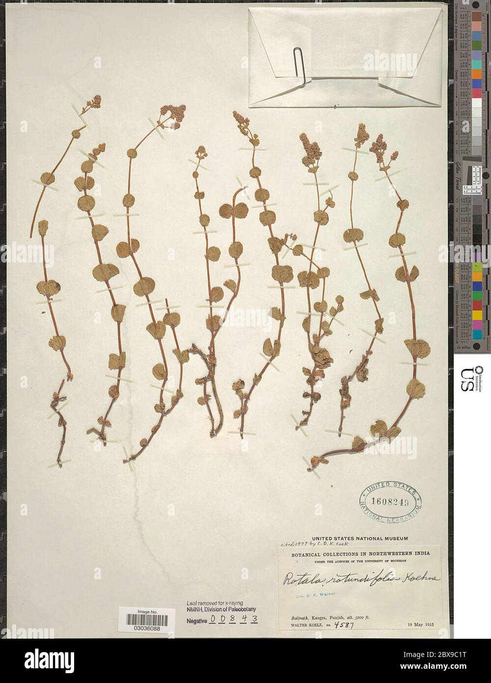 Rotala rotundifolia BuchHam Roxb Koehne Rotala rotundifolia BuchHam Roxb Koehne. Foto Stock