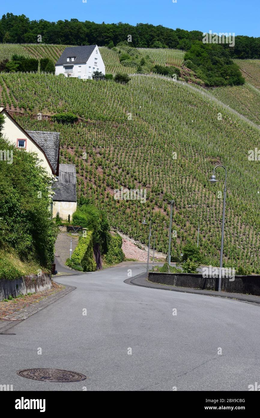 Valle del Mosel con ripidi vigneti vicino a Ürzig Foto Stock