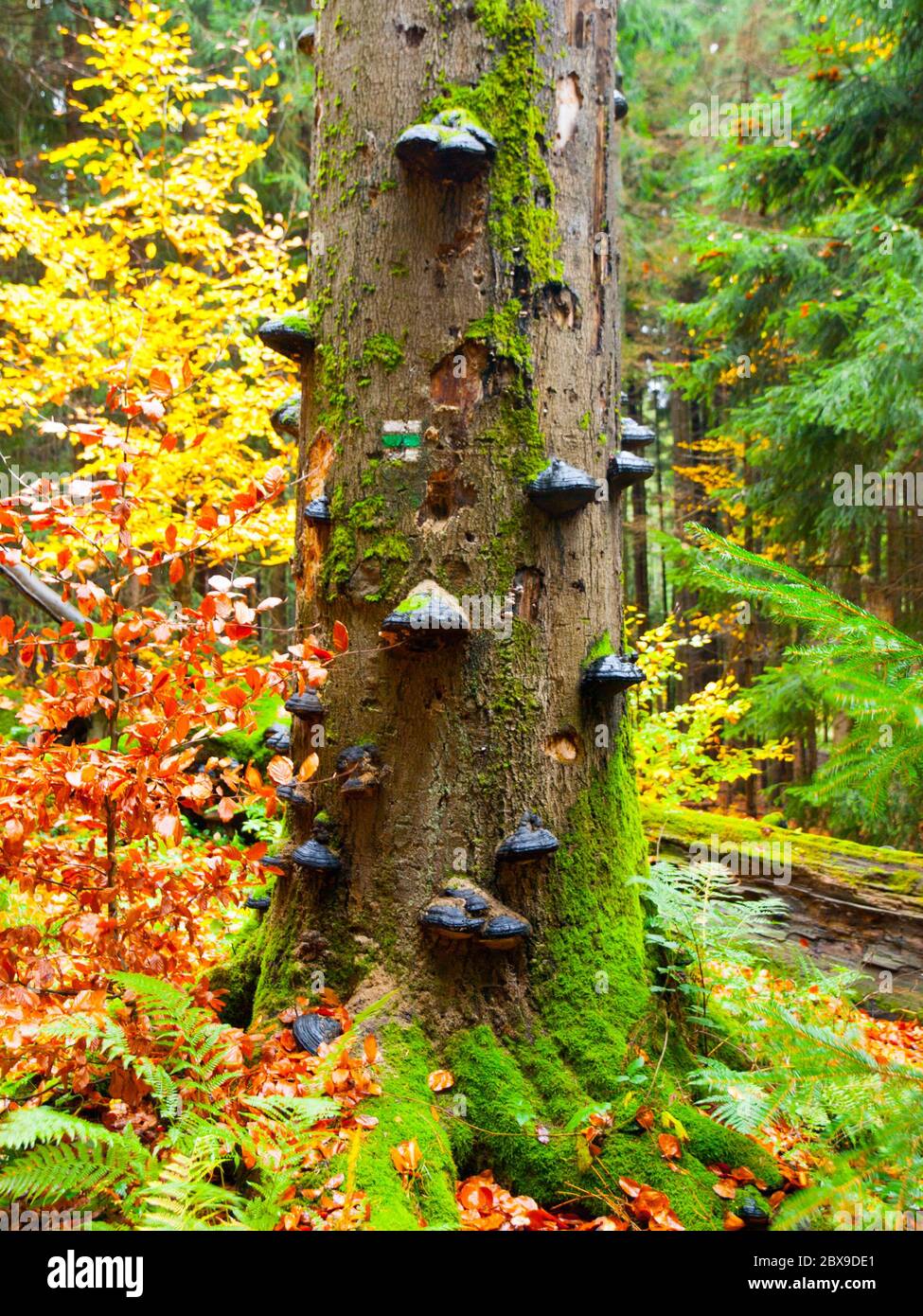 Funghi polypores su un tronco di albero in colorata foresta primordiale autunno. Foto Stock