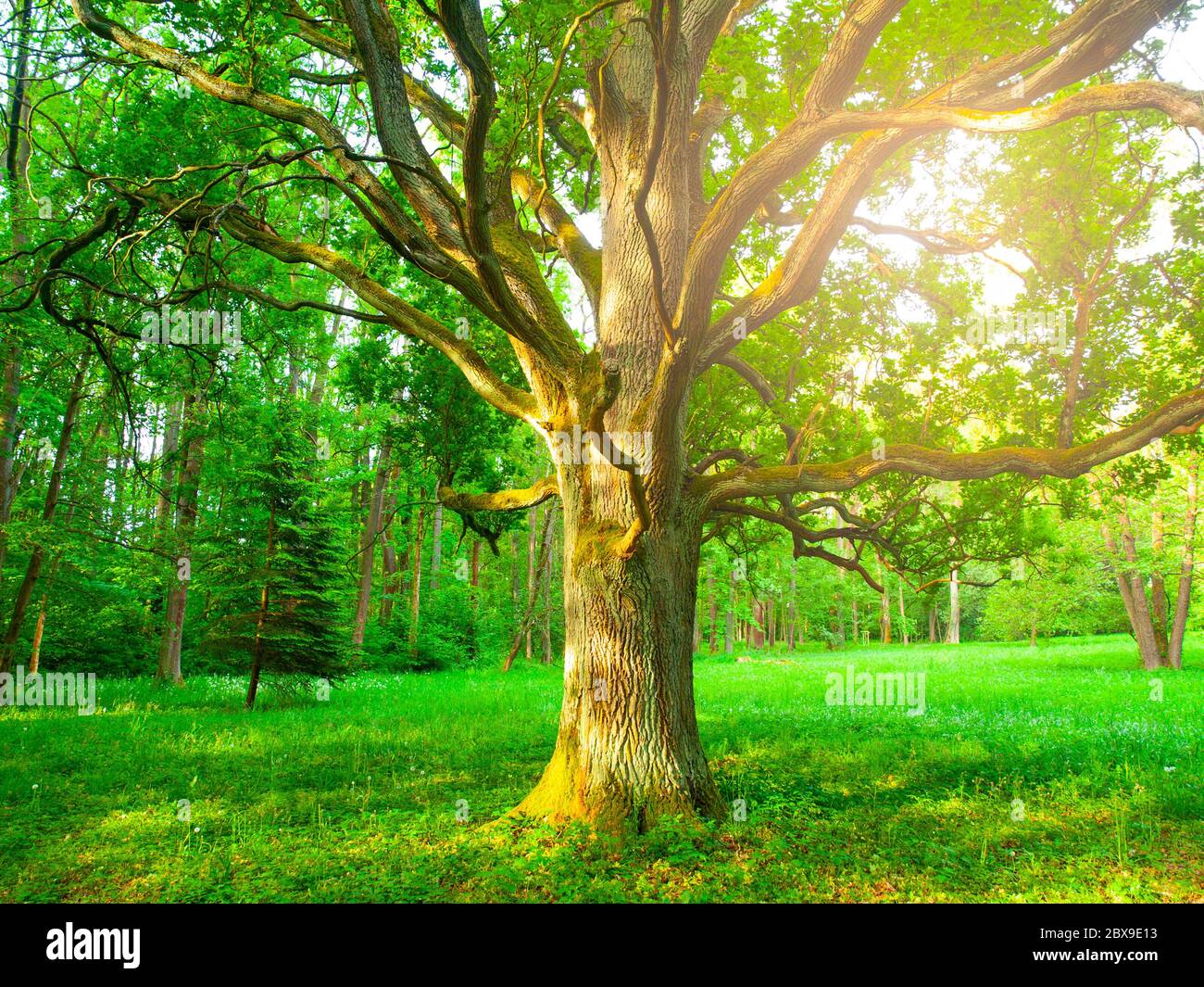 Luce del sole da dietro una vecchia quercia nel verde lussureggiante parco. Foto Stock