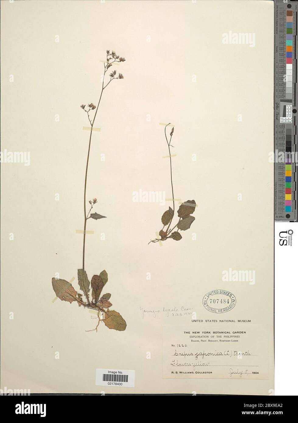 Crepis japonica L Benth Crepis japonica L Benth. Foto Stock