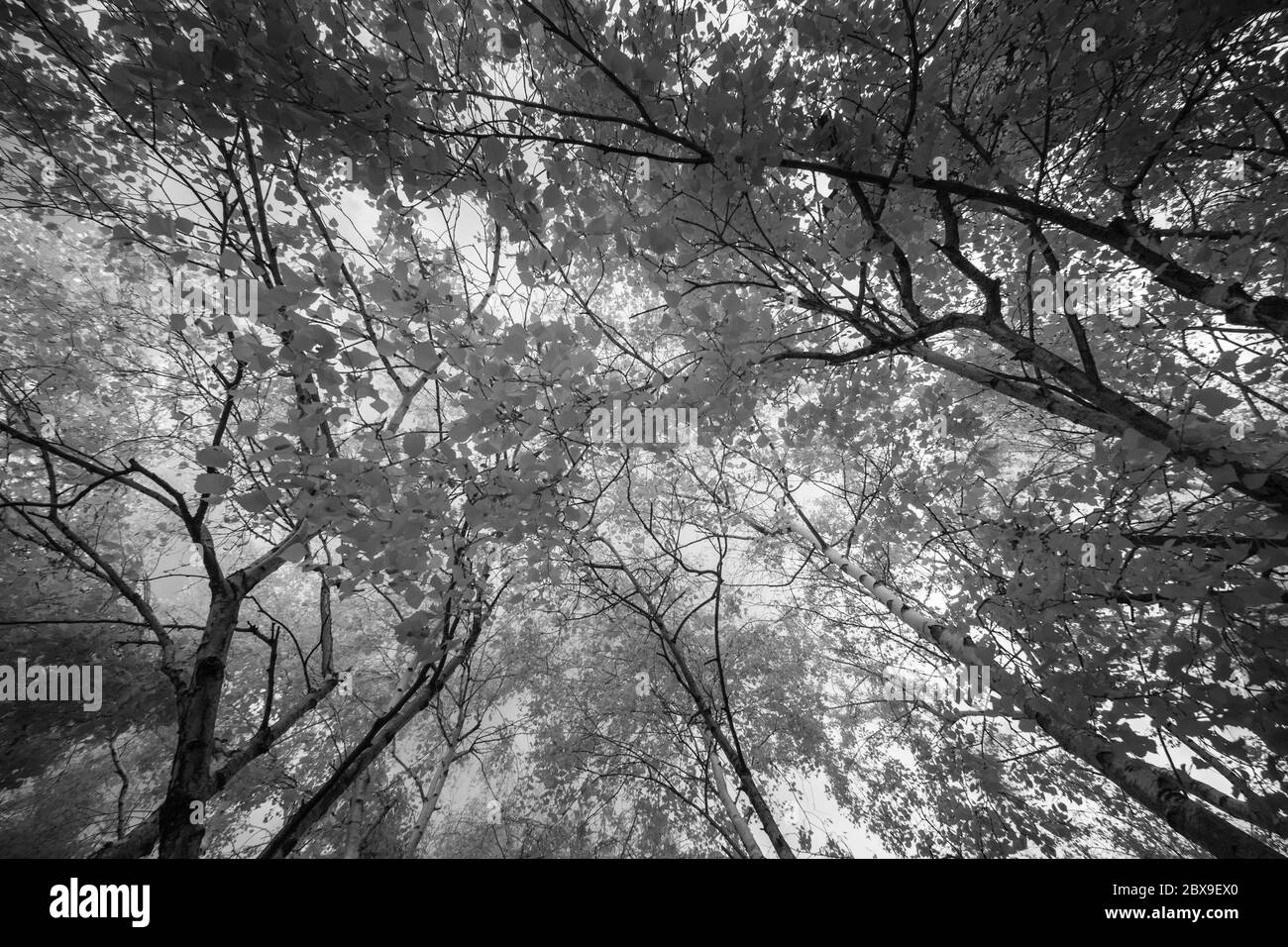 Verso l'alto, un'immagine a infrarossi di alberi vicino alla Tate Modern Gallery di Londra che oscura la vista della torre. Foto Stock