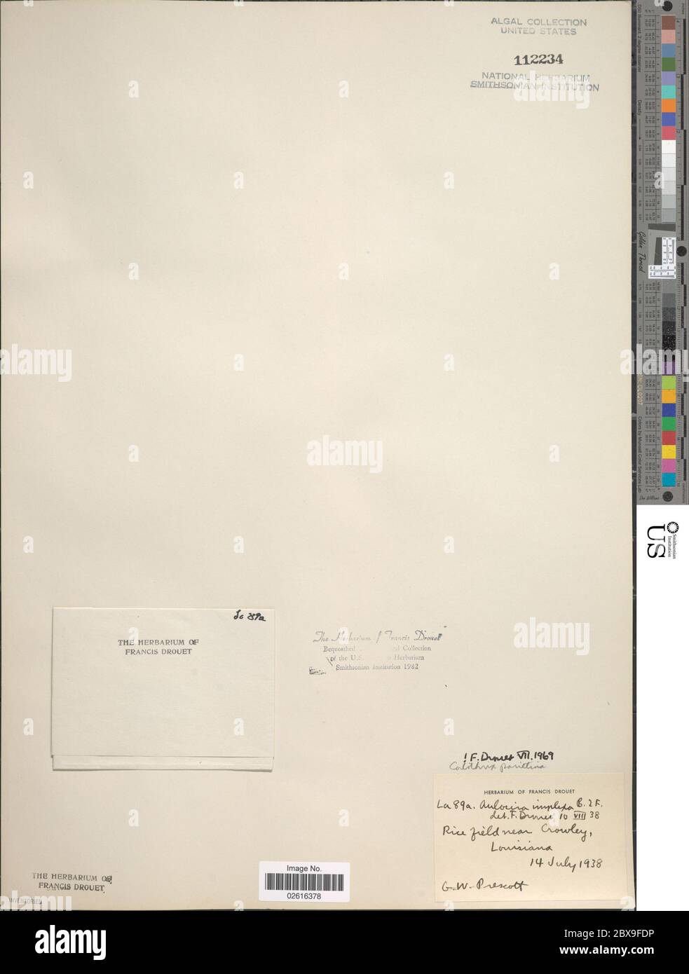 Calotrix parietina Calotrix parietina. Foto Stock