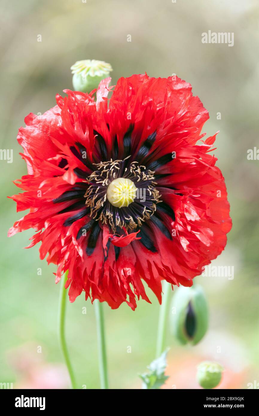 Papavero rosso dell'oppio papaver somniferum Foto Stock