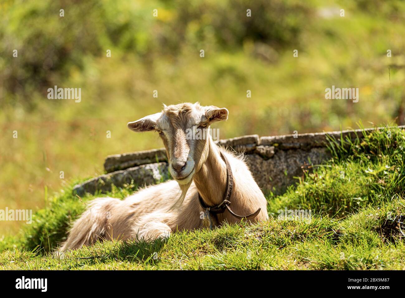 Una capra di montagna con campanaccio poggiato su erba verde. Alpi Italiane, Trentino Alto Adige, Italia, Europa Foto Stock