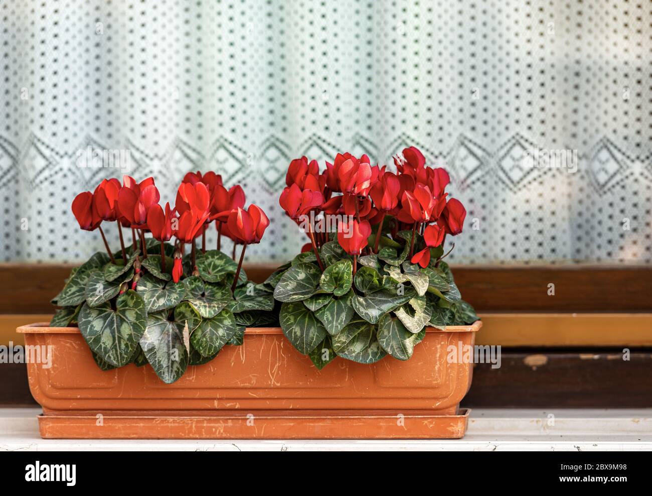 Primo piano di un vaso di fiori con ciclamini rossi (ciclamino persicum) su un davanzale con una tenda bianca Foto Stock