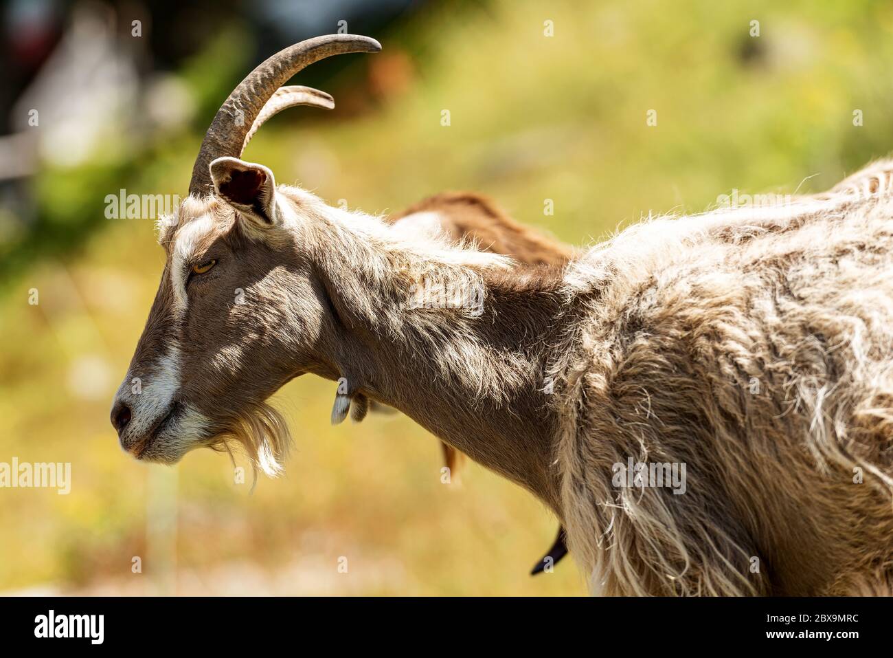 Ritratto di un capra montano con corna su sfondo verde. Alpi Italiane, Trentino Alto Adige, Italia, Europa Foto Stock