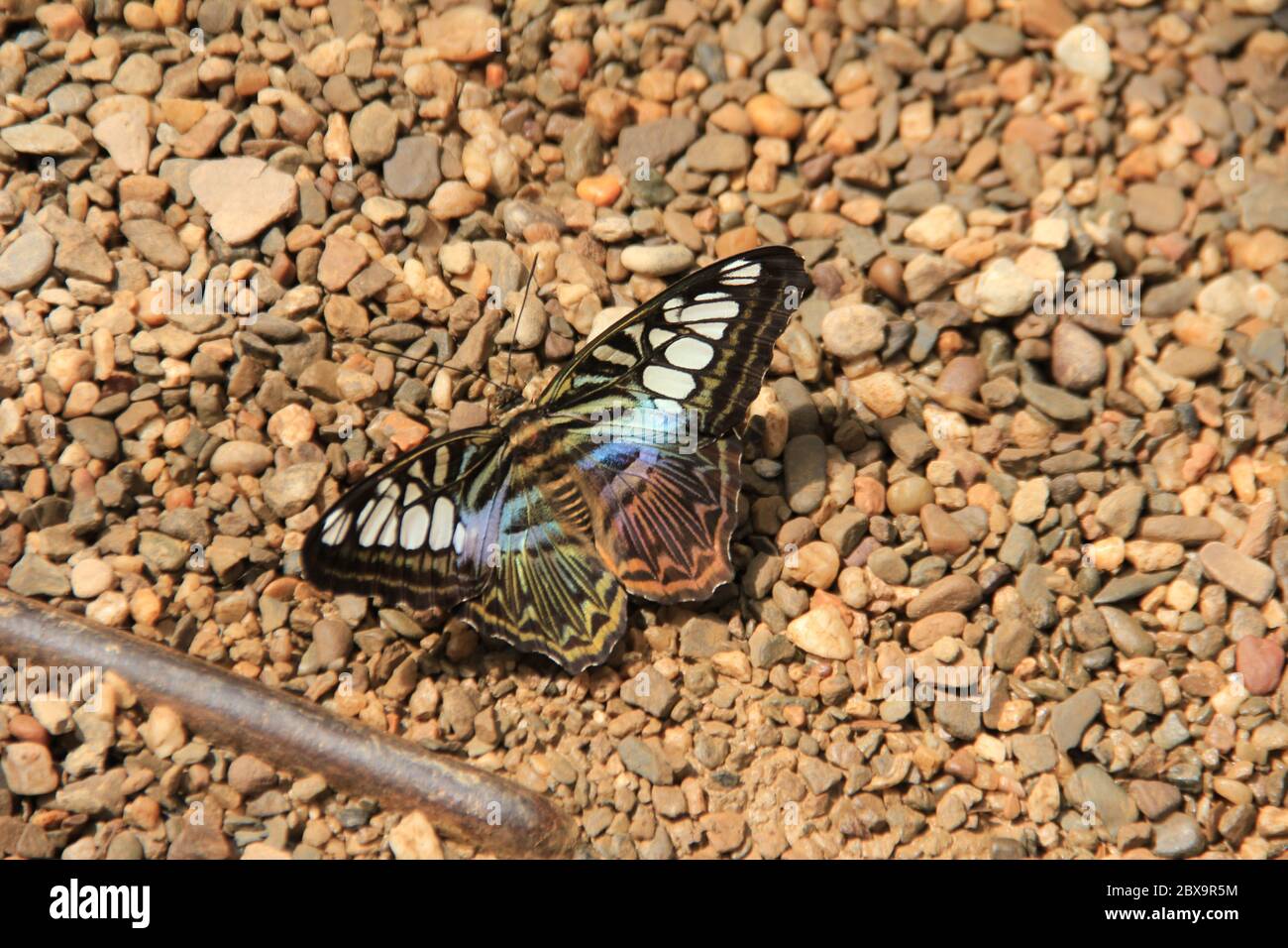 Farfalla Foto Stock