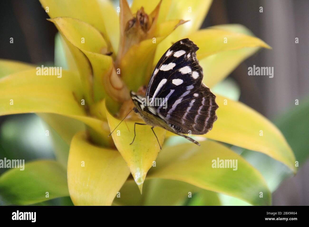 La grande farfalla mormone Foto Stock