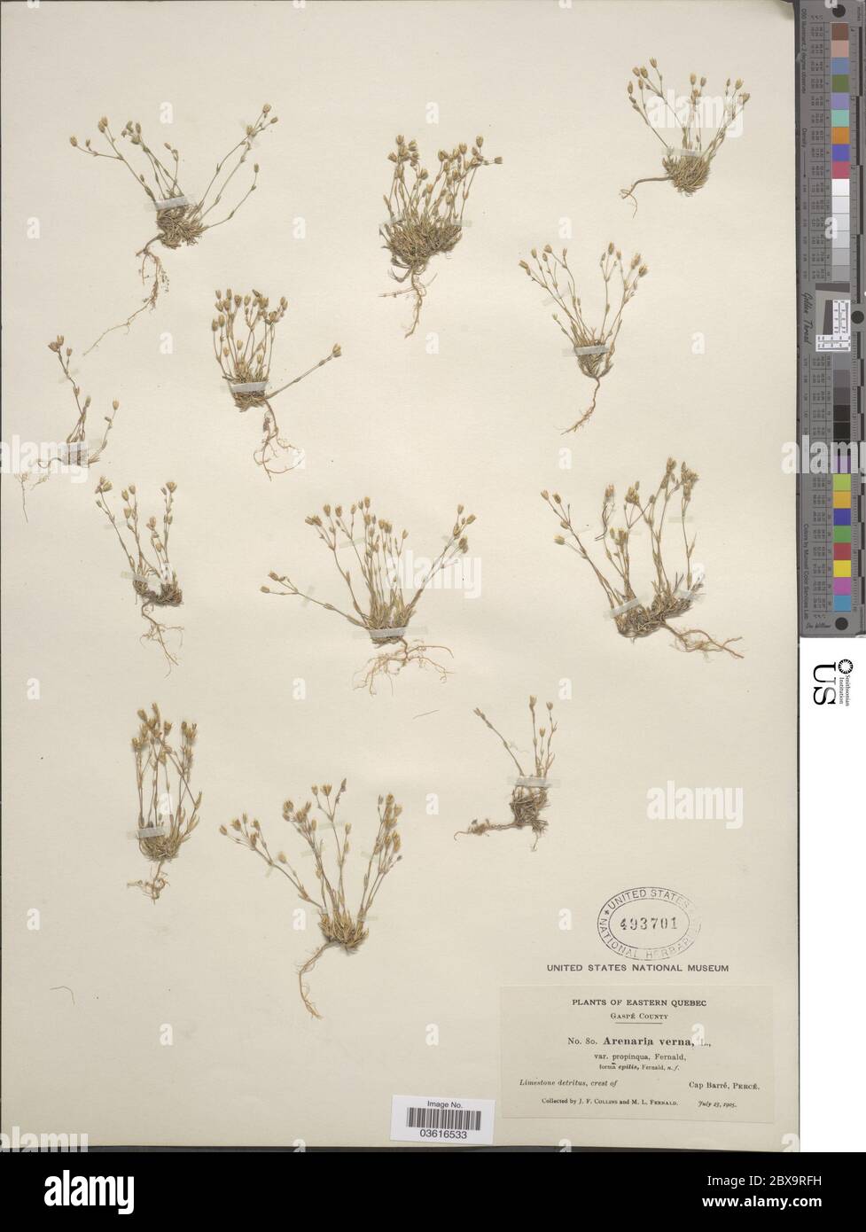 Minuartia provenda Richardson House Minuartia provenda Richardson House. Foto Stock