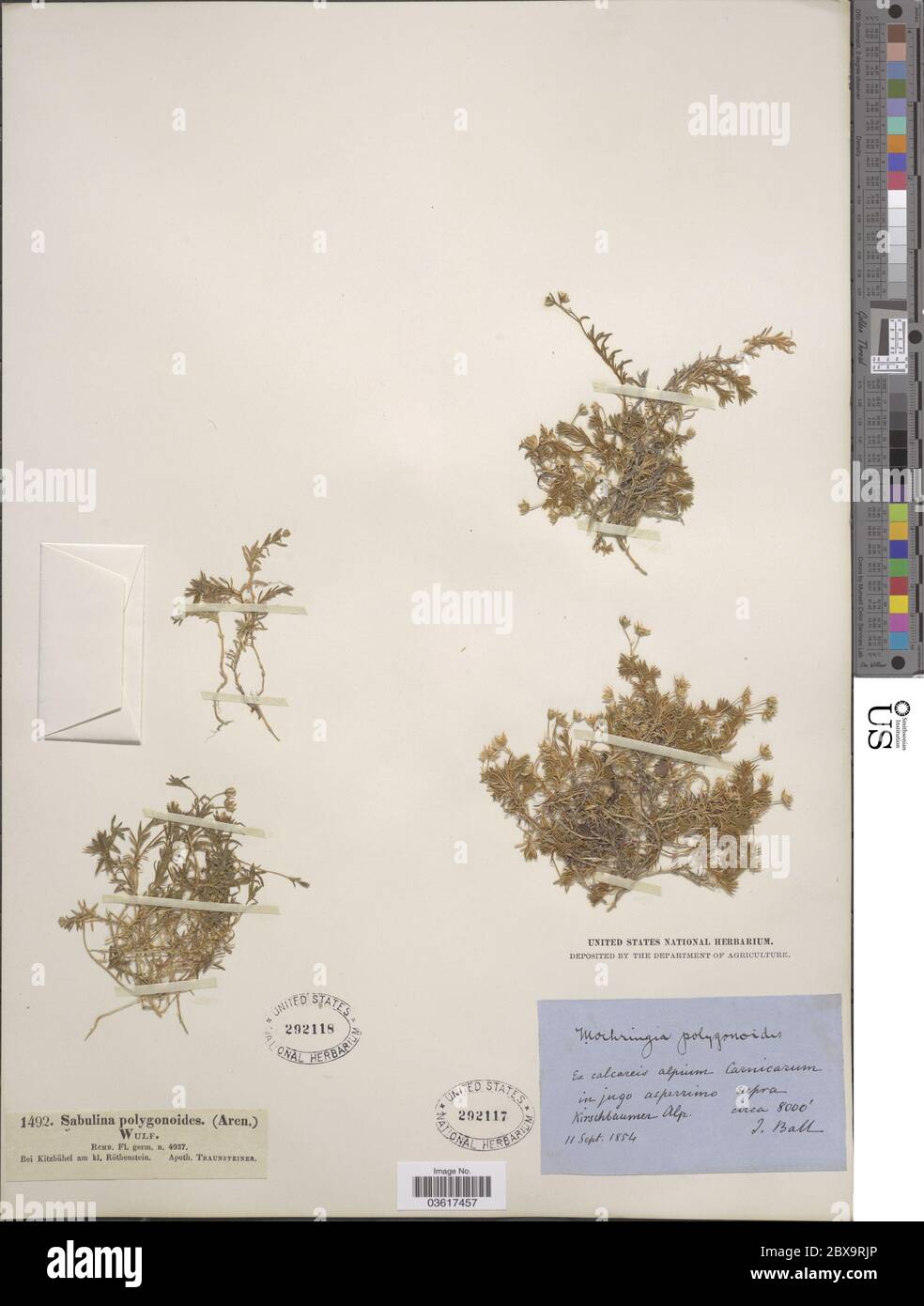 Moehringia poligonoides Wulfen Mert WDJ Koch Moehringia poligonoides Wulfen Mert WDJ Koch. Foto Stock
