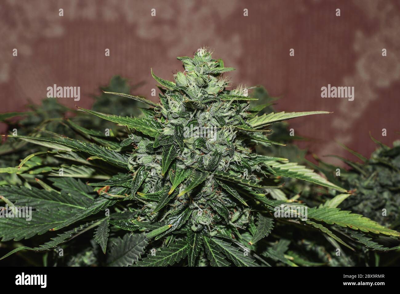 Cannabis Close Up Macro Marijuana. Trichome gemma, thc, ibrido Foto Stock