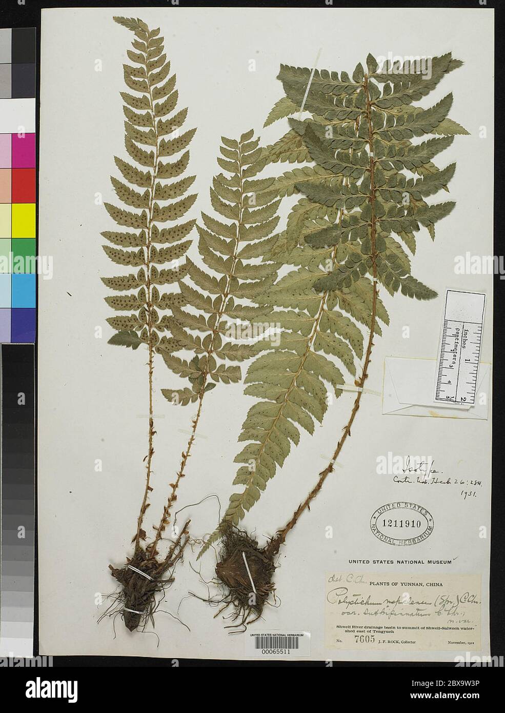 Polistichum nepalense var subbipinnatum C Chr Polystichum nepalense var subbipinnatum C Chr. Foto Stock