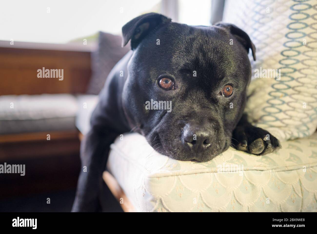 Carino nero Staffordshire Bull Terrier cane con grandi occhi rotondi sdraiato su una finestra alcova sedile e cuscino Foto Stock