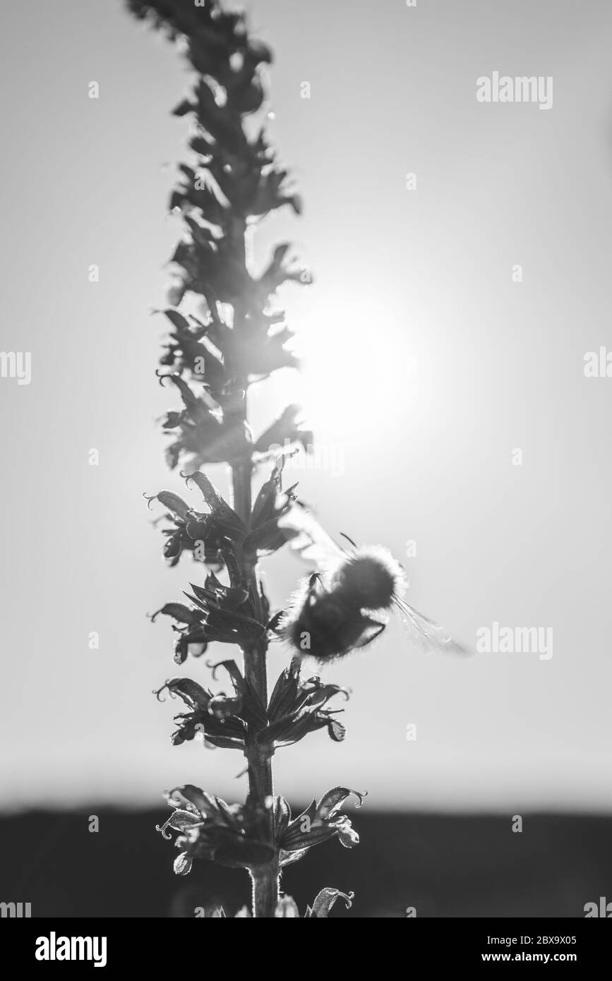 Un'immagine monocromatica illuminata dalla schiena di una pianta di saliva alta con un'ape bumble con le sue ali spalancate sul lato che guarda carino. C'è una certa sfocatura del movimento Foto Stock