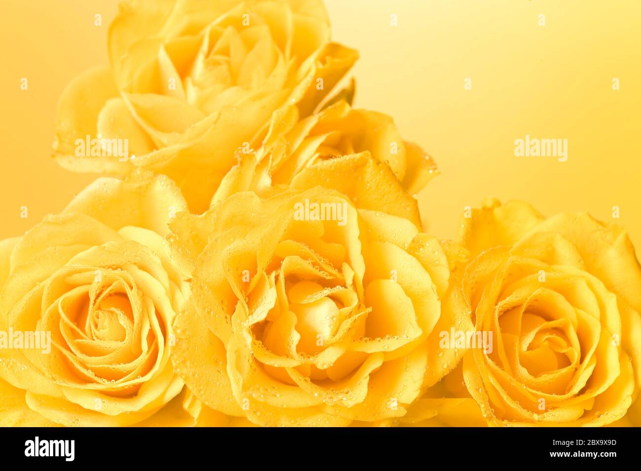 bouquet di rose gialle con gocce d'acqua, fondo giallo chiaro Foto Stock