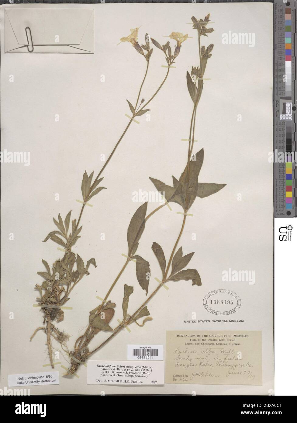 Silene latifolia Poir Silene latifolia Poir. Foto Stock